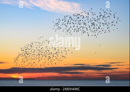 Brighton UK 6. . Dezember 2022 - während des Sonnenuntergangs in Brighton findet das tägliche "Starling Murmuration " statt , da Großbritannien in den nächsten Tagen voraussichtlich von einer kalten Witterung heimgesucht wird . : Credit Simon Dack / Alamy Live News Stockfoto