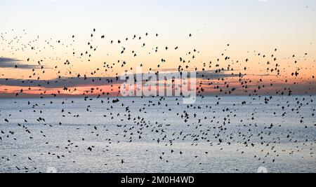 Brighton UK 6. . Dezember 2022 - während des Sonnenuntergangs in Brighton findet das tägliche "Starling Murmuration " statt , da Großbritannien in den nächsten Tagen voraussichtlich von einer kalten Witterung heimgesucht wird . : Credit Simon Dack / Alamy Live News Stockfoto