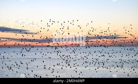 Brighton UK 6. . Dezember 2022 - während des Sonnenuntergangs in Brighton findet das tägliche "Starling Murmuration " statt , da Großbritannien in den nächsten Tagen voraussichtlich von einer kalten Witterung heimgesucht wird . : Credit Simon Dack / Alamy Live News Stockfoto