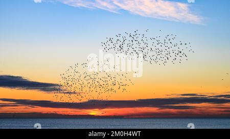 Brighton UK 6. . Dezember 2022 - während des Sonnenuntergangs in Brighton findet das tägliche "Starling Murmuration " statt , da Großbritannien in den nächsten Tagen voraussichtlich von einer kalten Witterung heimgesucht wird . : Credit Simon Dack / Alamy Live News Stockfoto