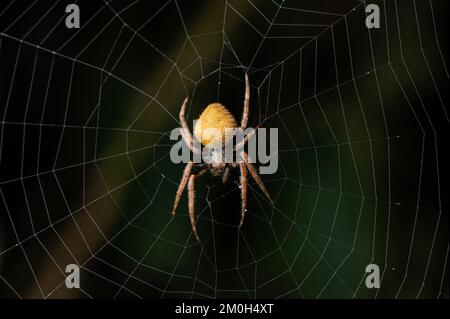 Gelbe Spinne auf der Nahansicht des Netzmakros Stockfoto