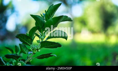 Ashwagandha Medicinal Herb, auch bekannt als Withania Somnifera, Ashwagandha, Indian Ginseng, Poison Gooseberry oder Winterkirsche. Isoliert auf verschwommenem Ba Stockfoto