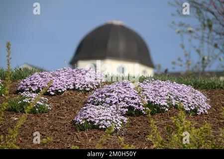 Flecken von Phlox stolonifera (schleichendes Phlox) Stockfoto