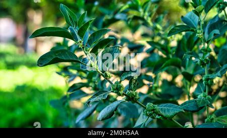 Ashwagandha trockene rote Früchte Medizinisches Kraut mit frischen Blättern, Ashwagandha, indischer Ginseng, Giftölzer oder Winterkirsche Stockfoto