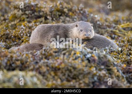 Die europäische Otterfamilie ruht auf Seetang, Mull Stockfoto