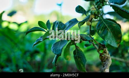 Ashwagandha trockene rote Früchte Medizinisches Kraut mit frischen Blättern, Ashwagandha, indischer Ginseng, Giftölzer oder Winterkirsche Stockfoto