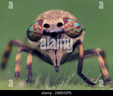 Nahaufnahme einer Kerbhornigen Clegfliegenfliege (Haematopota pluvialis). Tipperary, Irland Stockfoto