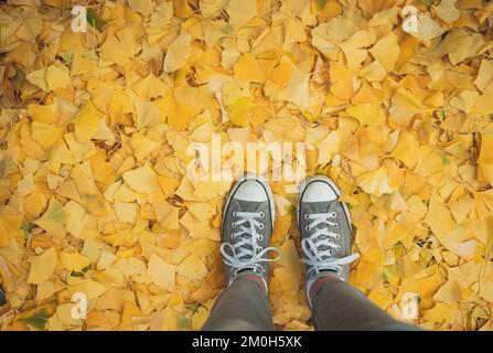 Blick von oben auf Turnschuhe, die im Herbst auf einem Teppich mit gelben Blättern stehen. Stockfoto