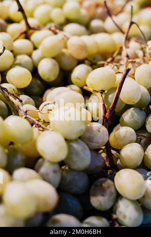 Sorten von Trauben, die zur Gärung für die Weinbereitung bestimmt sind Stockfoto