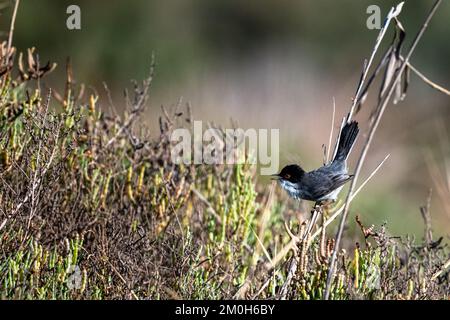 Sardinischer Krieger, Curruca melanocephala, Marokko. Stockfoto