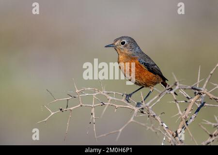 Moussiers Rothaarige, Phoenicurus moussieri, Marokko. Stockfoto