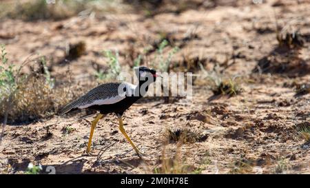 Nordschwarzer Korhaan ( Afrotis afraoides) Kgalagadi Transfrontier Park, Südafrika Stockfoto