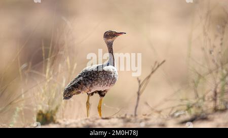 Nordschwarzer Korhaan ( Afrotis afraoides) Kgalagadi Transfrontier Park, Südafrika Stockfoto