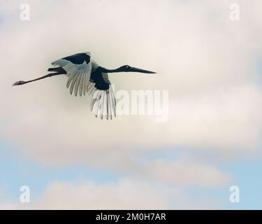 Ein Schwarzhalsstorch im Flug Stockfoto