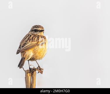 Ein Stonechat, der auf trockenem Gras sitzt Stockfoto