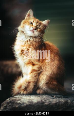 Istanbul streunende Katze Porträt Straße Ingwer Katze Stockfoto