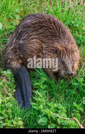 Eurasischer Biber Castor Fiber in hohem Gras in der Dämmerung, Nahaufnahme. Auf der Suche nach Essen. Trencin, Slowakei. Stockfoto