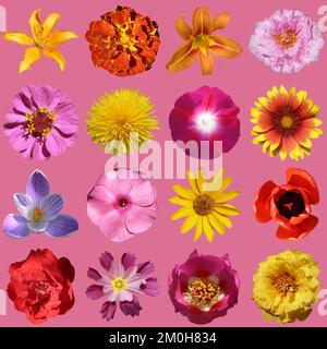 Blumenkollektion isoliert auf pazifischem pinkfarbenen Hintergrund Stockfoto