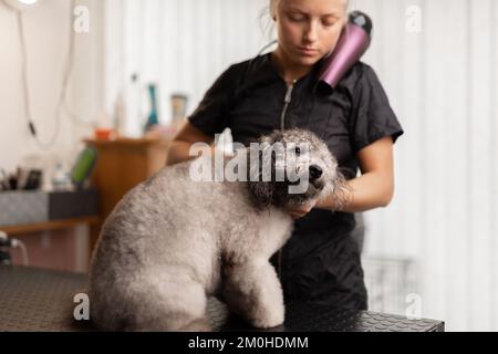 Hübsche, blonde Hundefrau trimmt reinrassige Pudel-Welpen. Stockfoto