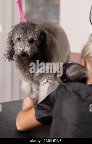 Hübsche, blonde Hundefrau trimmt reinrassige Pudel-Welpen. Stockfoto