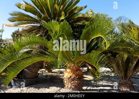 Cycas revoluta pflanzt im Frühling unter der Sonne im Garten Stockfoto