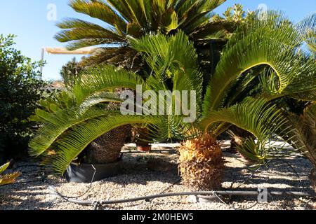 Cycas revoluta pflanzt im Frühling unter der Sonne im Garten Stockfoto