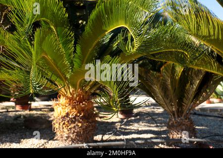 Cycas revoluta pflanzt im Frühling unter der Sonne im Garten Stockfoto