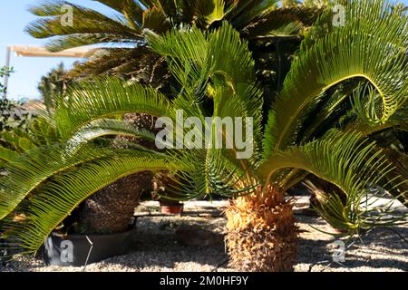 Cycas revoluta pflanzt im Frühling unter der Sonne im Garten Stockfoto