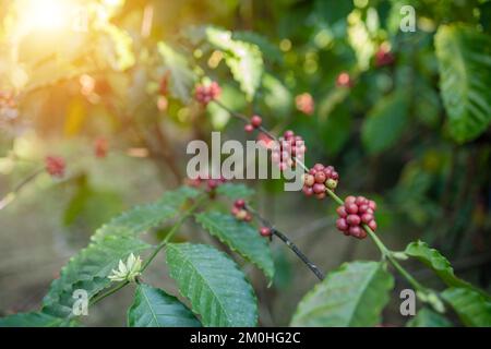 Beeren Robusta Kaffeebaum im Garten am Mekong Flussufer der Provinz Nong Khai, Thailand. Stockfoto