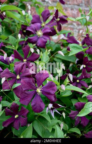 Purpurblüten von Clematis viticella Etoile Violette. Stockfoto