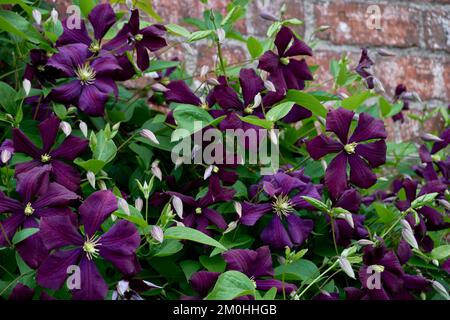 Purpurblüten von Clematis viticella Etoile Violette. Stockfoto