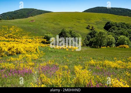 Frankreich, Lozere, Besen (Cytisus scoparius), Feld, in Blüte Stockfoto