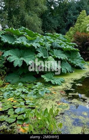 Riesige Rhubarb Gunnera manicata, die neben einem Gartenteich wächst. Stockfoto