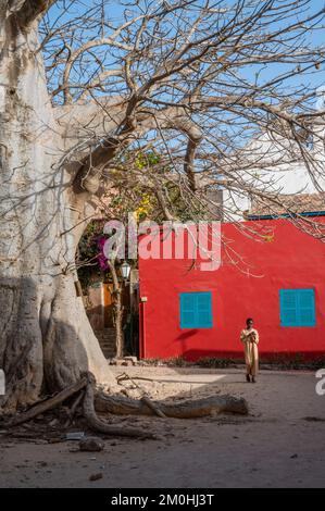 Senegal, Dakar, Gor?e Insel, von der UNESCO zum Weltkulturerbe erklärt, Mädchen vor einem Kolonialhaus und einem Baobab Stockfoto