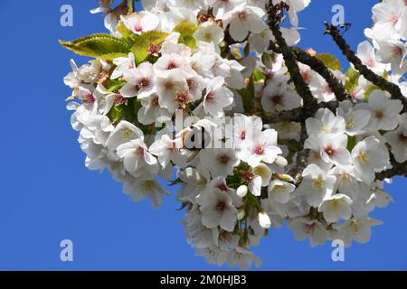 Hummeln fressen im April die weiße Blüte eines frühblühenden Kirschbaums vor einem hellblauen Himmel. Somerset. England, Großbritannien Stockfoto