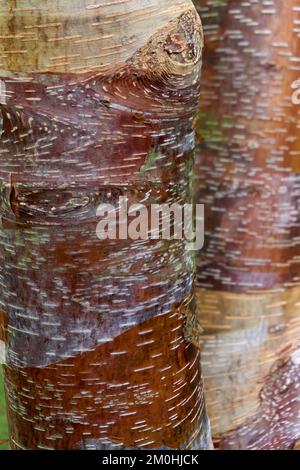 Baumrinde Betula utilis albosinensis, die Chinesische Rotbirne. Stockfoto