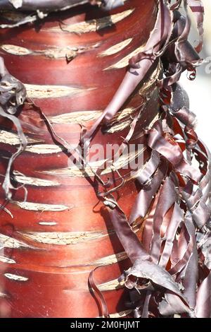 Naht des Stamms einer Prunus serrula, auch Birkenrindenkirsche, Birkenrindenkirsche, Papierbarkenkirsche oder tibetische Kirsche genannt. Rindenschälen im Frühling Stockfoto