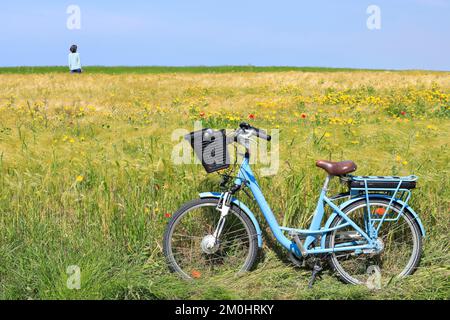 Frankreich, Pas de Calais, Cote d'Opale (Opalküste), Velomsä, Grand Site des Deux Caps, Caps et Marais d'Opale Regional Natural Park, Audinghen, Cap Gris Nez, Radfahren vor einem Weizenfeld mit Gänseblümchen und Mohn Stockfoto
