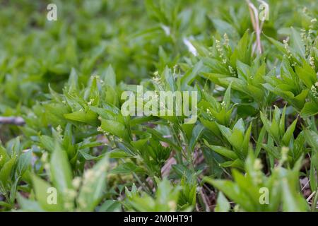 Ausdauerndes Bingelkraut, Wald-Bingelkraut, Bingelkraut, Mercurialis perennis, Hundequecksilber, Mercuriale pérenne Stockfoto