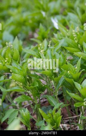 Ausdauerndes Bingelkraut, Wald-Bingelkraut, Bingelkraut, Mercurialis perennis, Hundequecksilber, Mercuriale pérenne Stockfoto