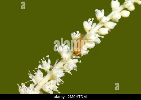 Nahaufnahme einer sehr kleinen Fliege Chyromya spec, Familie Chyromyidae auf winzigen, weißen Blumen von Ziegenbart (Aruncus dioicus). Rosenfamilie (Rosaceae). Juni, Stockfoto