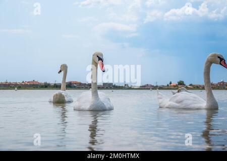 Eine große Schar anmutiger weißer Schwäne schwimmt im See, Schwäne in freier Wildbahn. Der stumme Schwan, lateinischer Name Cygnus olor. Stockfoto