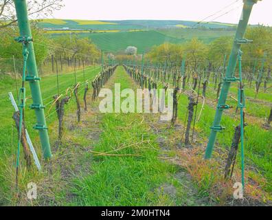 Beschnittene Weinberge. Vor dem Beginn der Blüte den Weinberg beschnitten haben. Traditionelle Landwirtschaft. Ländlicher Weinberg Stockfoto