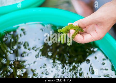 Seetang (Seetauben, Caulerpa lentillifera) ist ein gesunder Fisch. Stockfoto