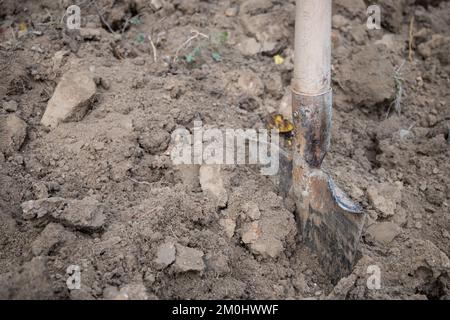 Grabarbeiten in einem Gemüsegarten zur Vorbereitung des Landes für die Frühjahrssaat. Stockfoto