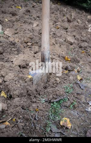 Grabarbeiten in einem Gemüsegarten zur Vorbereitung des Landes für die Frühjahrssaat. Stockfoto