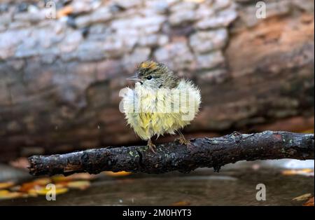 Ein selektiver Schuss eines orangefarbenen Warblers (Leiothlypis celata) auf einem Ast Stockfoto