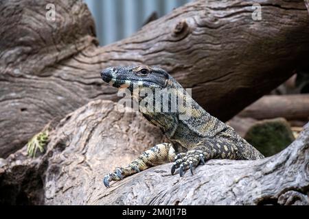 Common Goanna oder Lace Monitore (Varanus varius) im Featherdale Wildlife Park in Sydney; NSW; Australien (Foto: Tara Chand Malhotra) Stockfoto