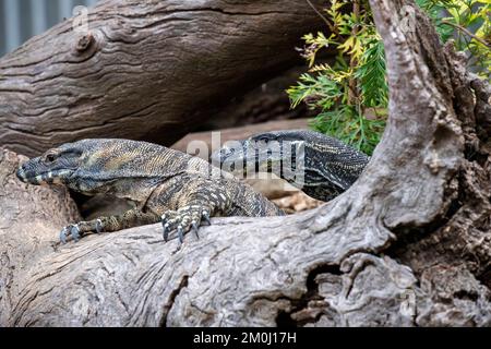 Ein Paar Common Goannas oder Lace Monitore (Varanus varius) im Featherdale Wildlife Park in Sydney; NSW; Australien (Foto: Tara Chand Malhotra) Stockfoto