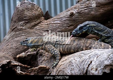 Ein Paar Common Goannas oder Lace Monitore (Varanus varius) im Featherdale Wildlife Park in Sydney; NSW; Australien (Foto: Tara Chand Malhotra) Stockfoto